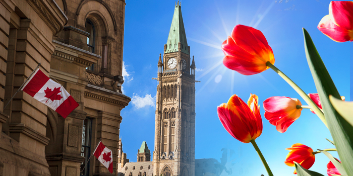 Parliament Hill Building and Tulips