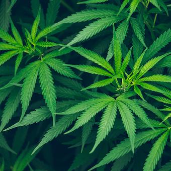 Marijuana plant leaves.