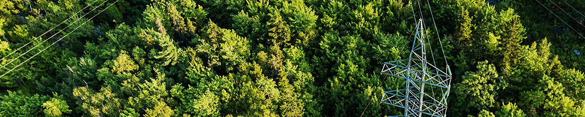 Environmental and regulatory considerations - treetops