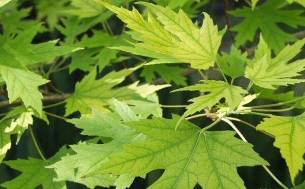 Canada’s Hydrogen Strategy: Key considerations for infrastructure players