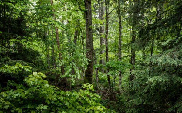 ESG and the future of sustainability