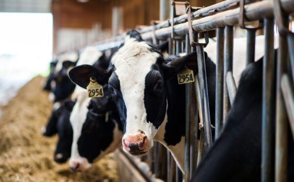 CPTPP panel releases decision on Canada’s practices regarding allocation of dairy tariff rate quotas under Agreement