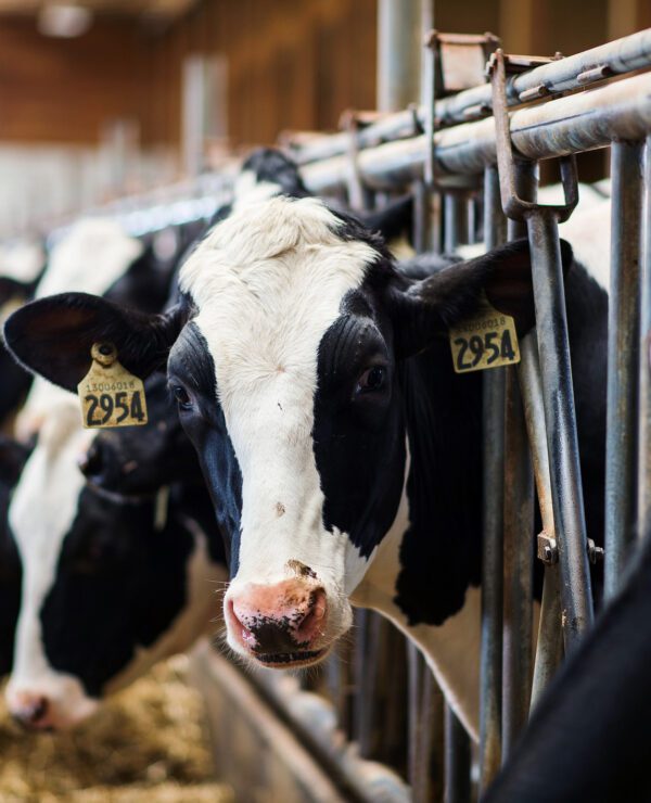 CPTPP panel releases decision on Canada’s practices regarding