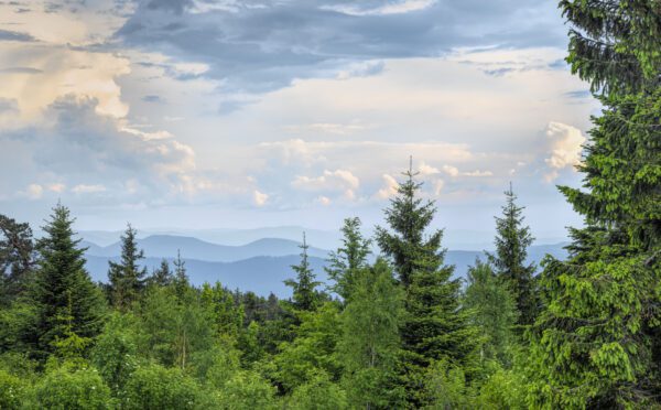 Indigenous Law Insights: year in review