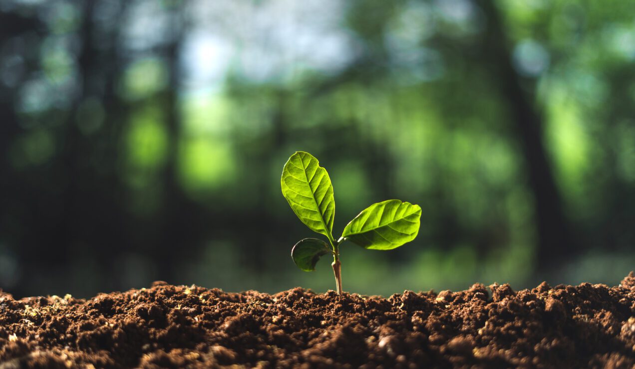 growth plants soil nature