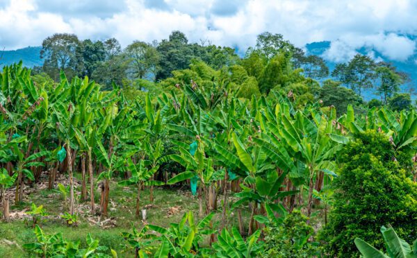 Failing to ensure compliance throughout your operations: lessons from the Chiquita Banana case