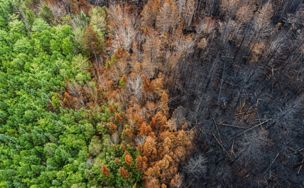 Cooling off on climate- and diversity-related disclosure: CSA provides update to market