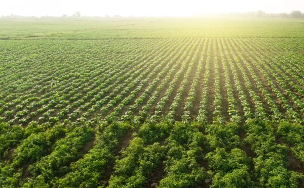 Restructuring the Canadian tobacco industry: a model for the future?